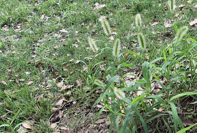 养森瘦瘦包减肥管用有效吗