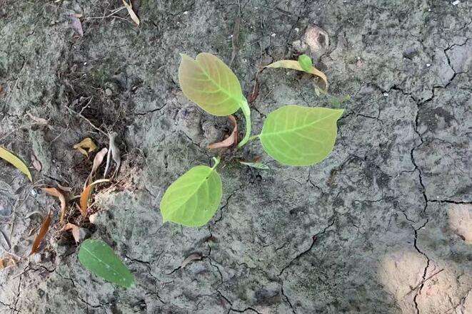 桑叶茶的功效与作用及禁忌