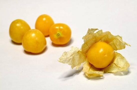 姑娘果的功效与禁忌