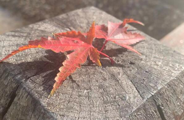 打一针干细胞多少钱