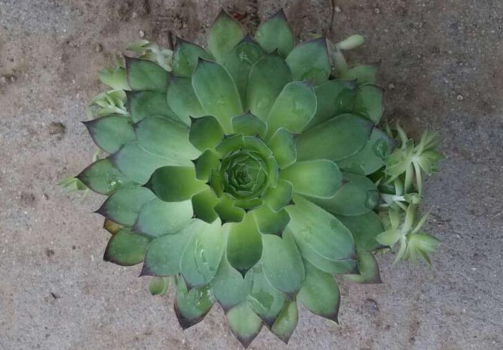 芦荟的功效与作用