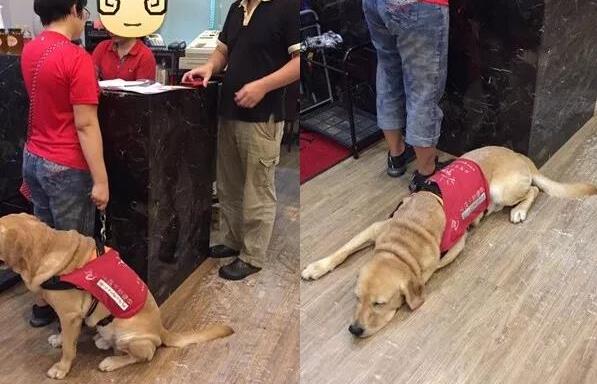 女子带导盲犬进海底捞两度被拒