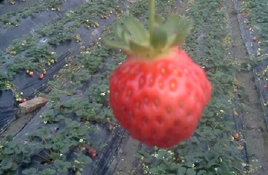 草莓的营养价值及功效与作用