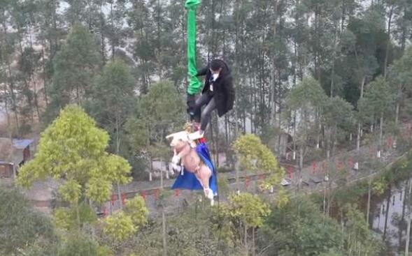 金猪蹦极事件