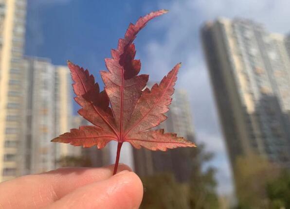 车晓的个人简介