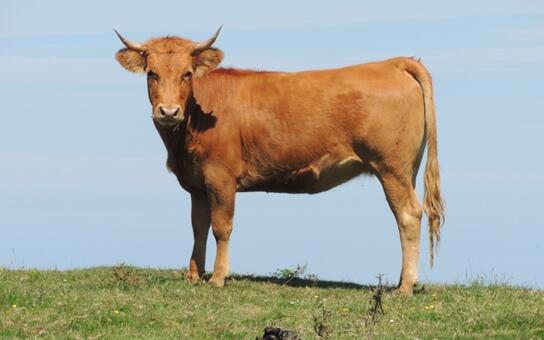 印度聚众喝牛尿