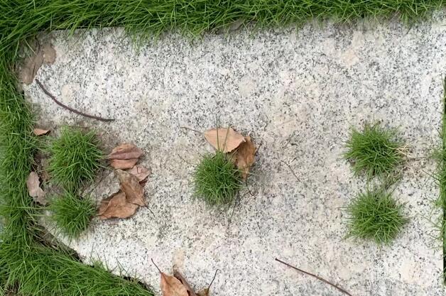 印度聚众喝牛尿