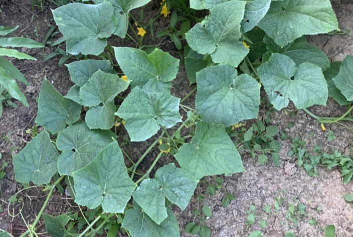 蒲公英茶的功效与作用