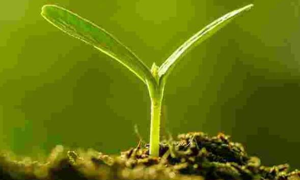 家里千万不能养的6种花