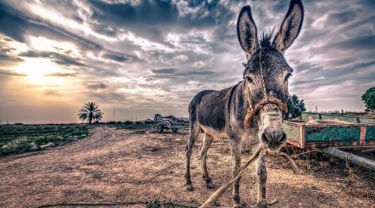 图片报主编莱歇尔特