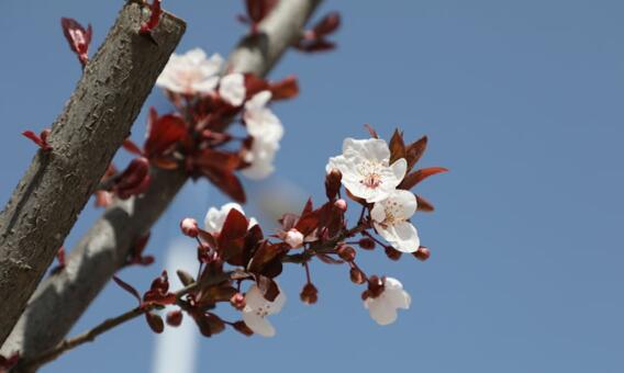 中国再向世卫捐款三千万美元抗疫