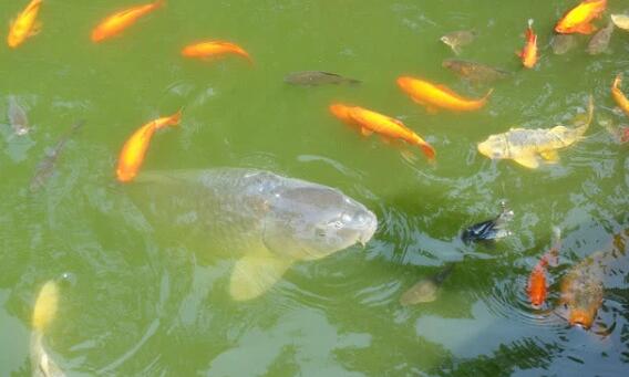 重庆明星鱼莽子被吃掉