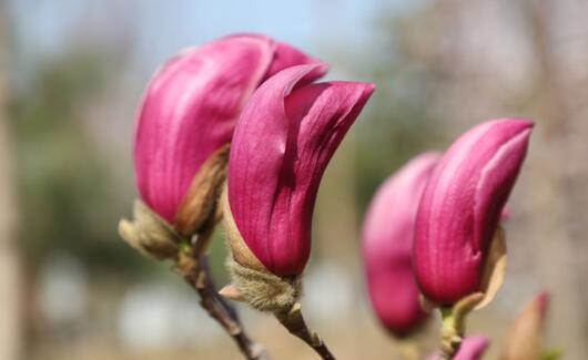 希林娜依高薇娅个人资料