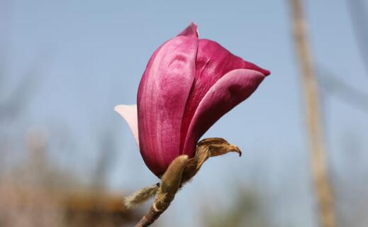 英首相称感染后视力受损