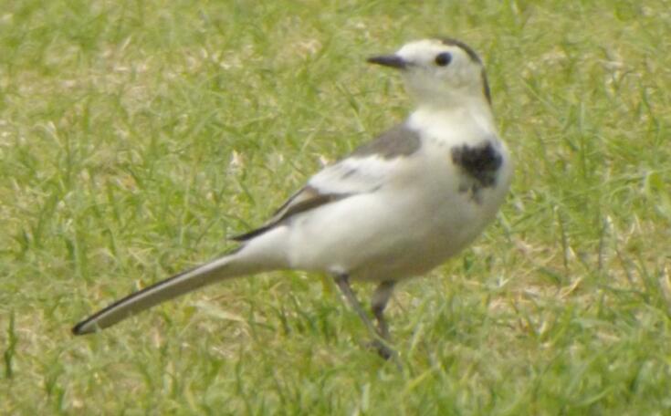 袁姗姗捏文物称还可以修复