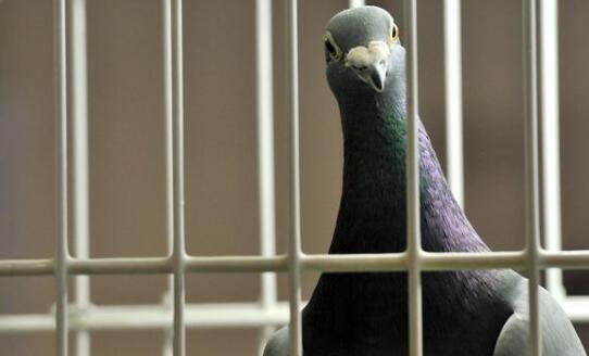 鸽子被指控为间谍面临入狱