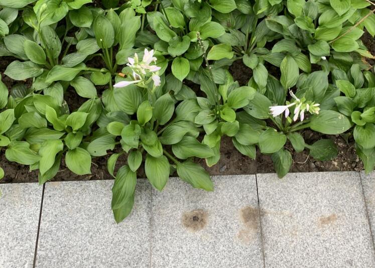 罗汉果的功效与作用