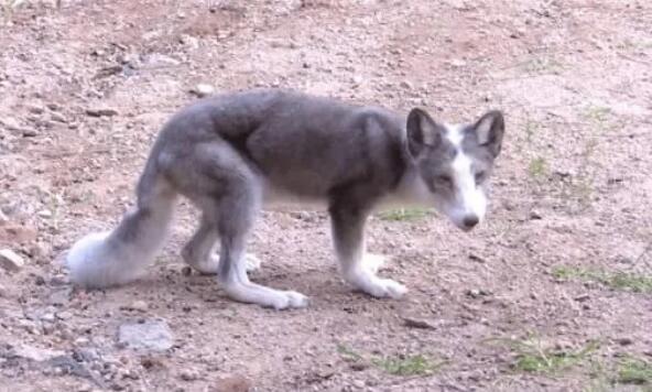山东青岛崂山区出现大批狐狸
