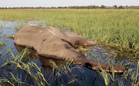 蓝藻细菌导致数百头大象死亡
