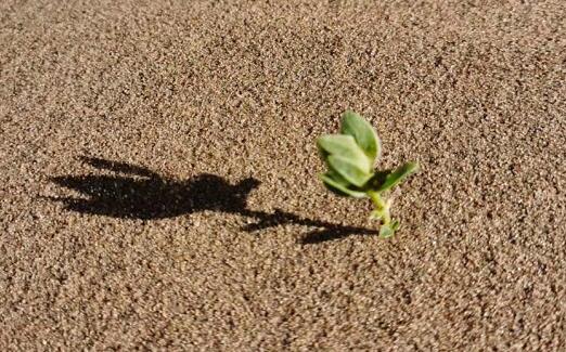 高德回应导航致景区拥堵