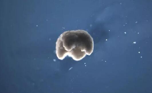 特工带回中国疫苗