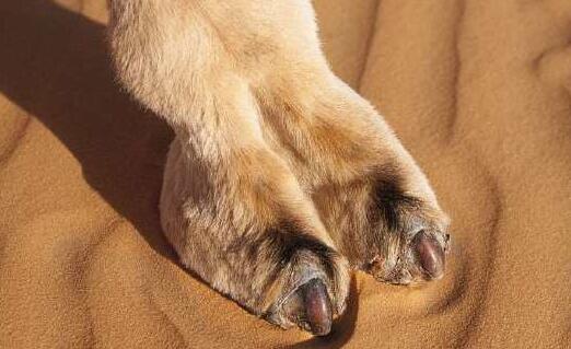 鲍鱼线就是骆驼趾