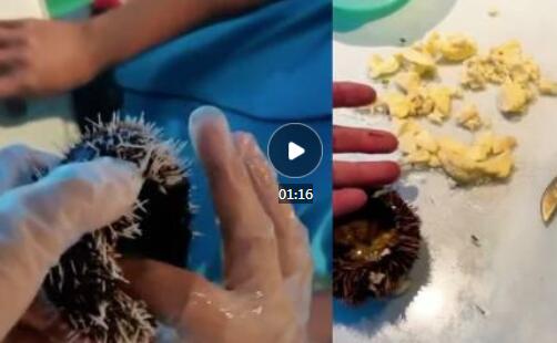 游客投诉海胆蒸蛋没海胆三亚回应