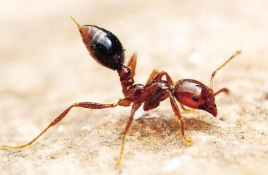 红火蚁位列最危险入侵物种