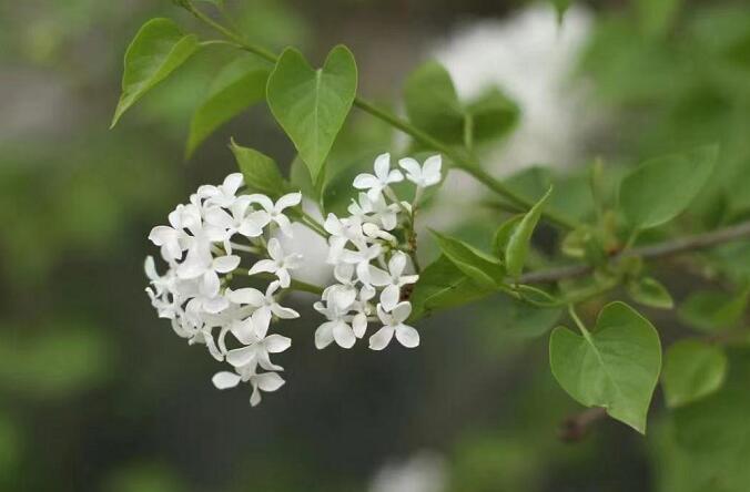 专家建议成人每日吃荔枝不超十颗