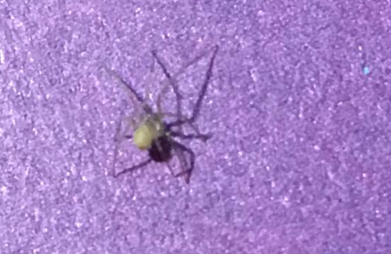 罗昌平涉嫌侮辱英烈被刑拘