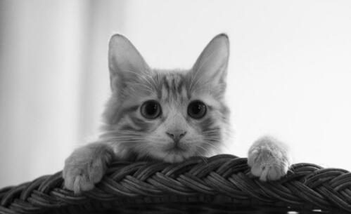 外卖骑手当街虐猫被平台永久封号