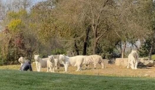 游客擅自下车挑衅白虎被刑拘