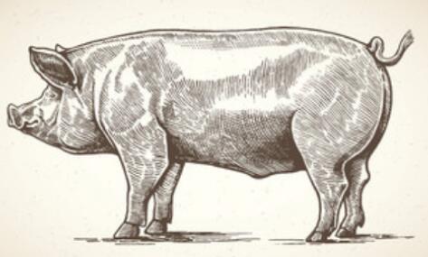 大连对种猪场私埋病死动物立案调查