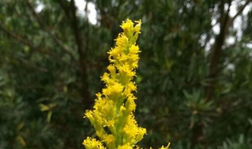 加拿大一枝黄花到底是什么