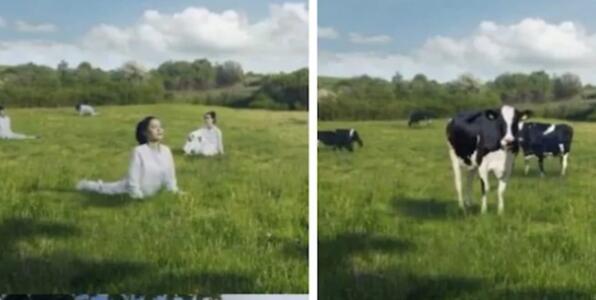 牛奶公司将女性描绘成奶牛