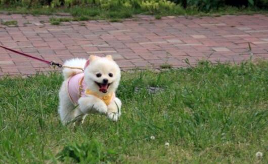 新京报暗访河北狗撵兔赌局