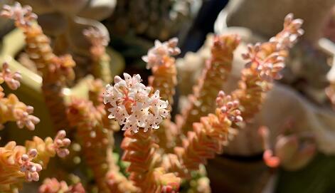 新冠或永久损伤男性性功能