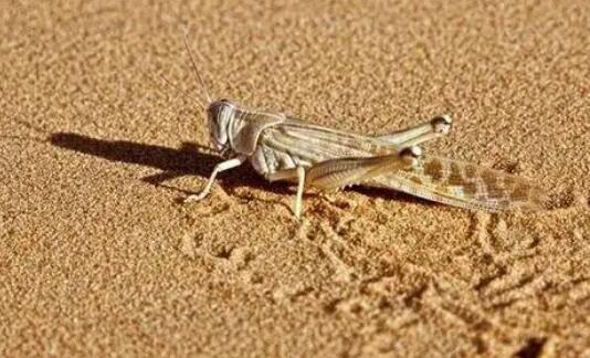 沙漠蝗虫真的会吃人吗