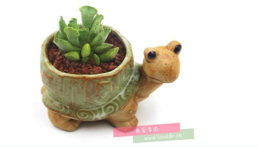 多肉的童话故事