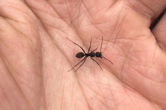 蚂蚁的天敌是什么动物