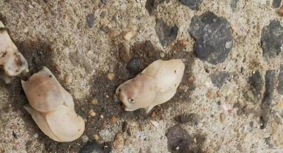 为什么白泥蚂被称海底蝗虫