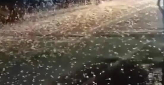 湖南益阳大桥现飞虫铺天盖地