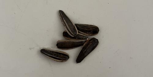 原来嗑瓜子上瘾有科学依据