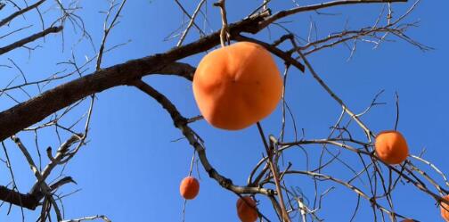 男人多吃柿子对性功能好吗