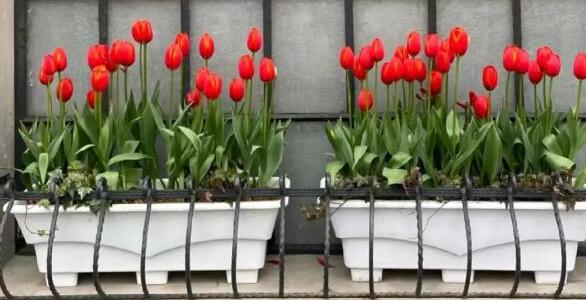 七朵郁金香撑起上海武康路流量