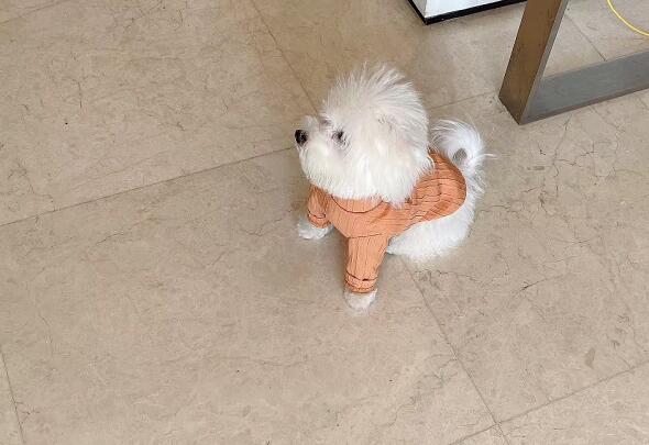 宠物训练多少钱?