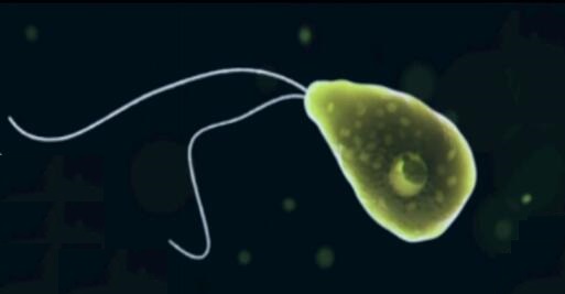 男子用自来水洗脸感染食脑虫死亡