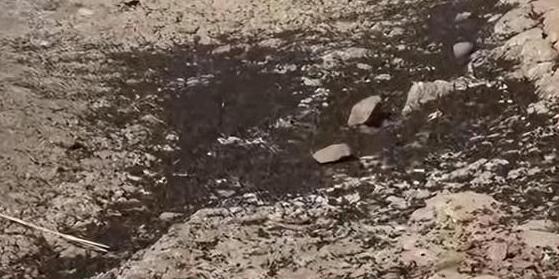 地震后松毛虫大规模入侵土耳其