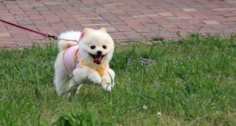 澳大利亚将对猫实行宵禁