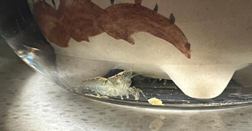 基围虾是海虾还是河虾